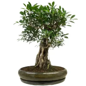 Special Ficus Inc Tray 68cm
