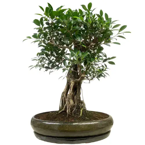 Special Ficus Inc Tray 68cm