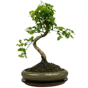 Twisted Trunk Mandarin Tree 45cm