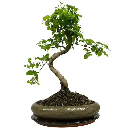 Twisted Trunk Mandarin Tree Inc Tray 45cm