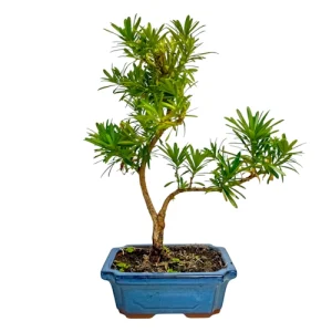 Special Buddhist Pine 39cm