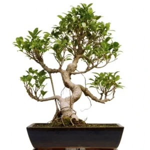 Informal upright ficus bonsai with an unevenly twisted trunk, exposed roots and glossy leaves
