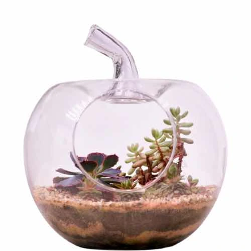 Lovely Terrarium