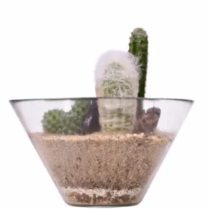 Open Cactus Terrarium