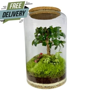 Tall Simple Fukien Tea Tree Terrarium