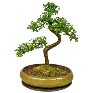 Structured Chinese Elm Inc Tray 45cm