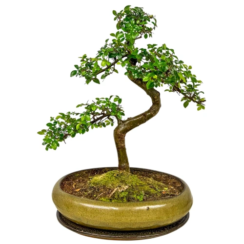 Structured Chinese Elm Inc Tray 45cm