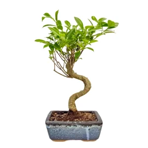 Lavish Ficus 34cm