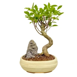 Evergreen Ficus Inc Tray 33cm