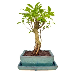 Tall Ficus Inc Tray 32cm