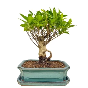 Classy Ficus Inc Tray 37cm