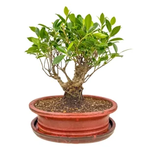 Fancy Ficus Inc Tray 36cm