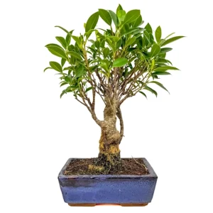 Leafy Ficus 36cm