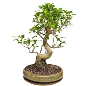 Delicate Ficus Inc Tray 52cm