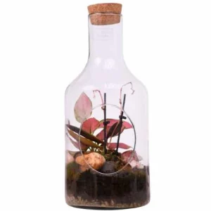 Pink Orchid Open Glass