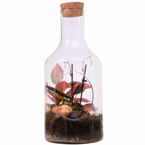 Pink Orchid Open Glass