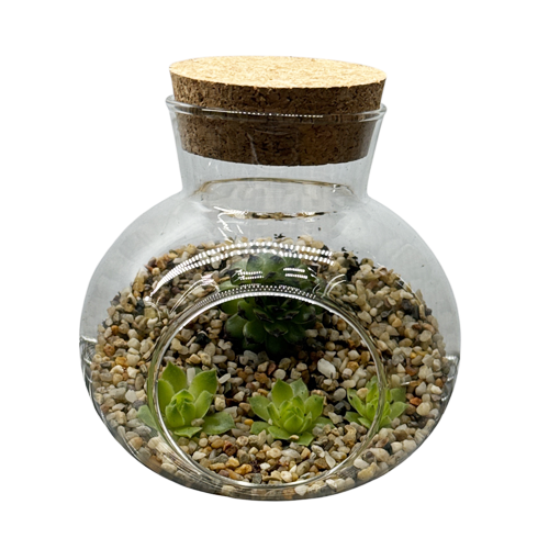 Open glass succulent terrarium with a front opening revealing foliage and pebbles