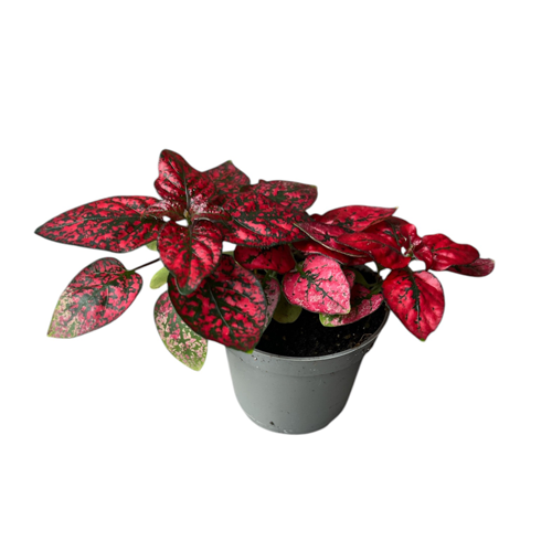 Hypoestes Phyllostachya Red