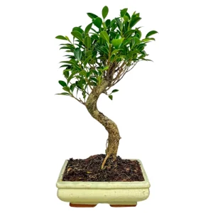 Ficus 42cm