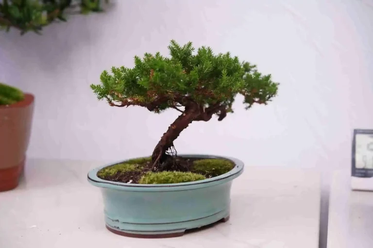 Meaning of Bonsai: Symbolism, History, and What Bonsai Represents - Miyagi  Bonsai