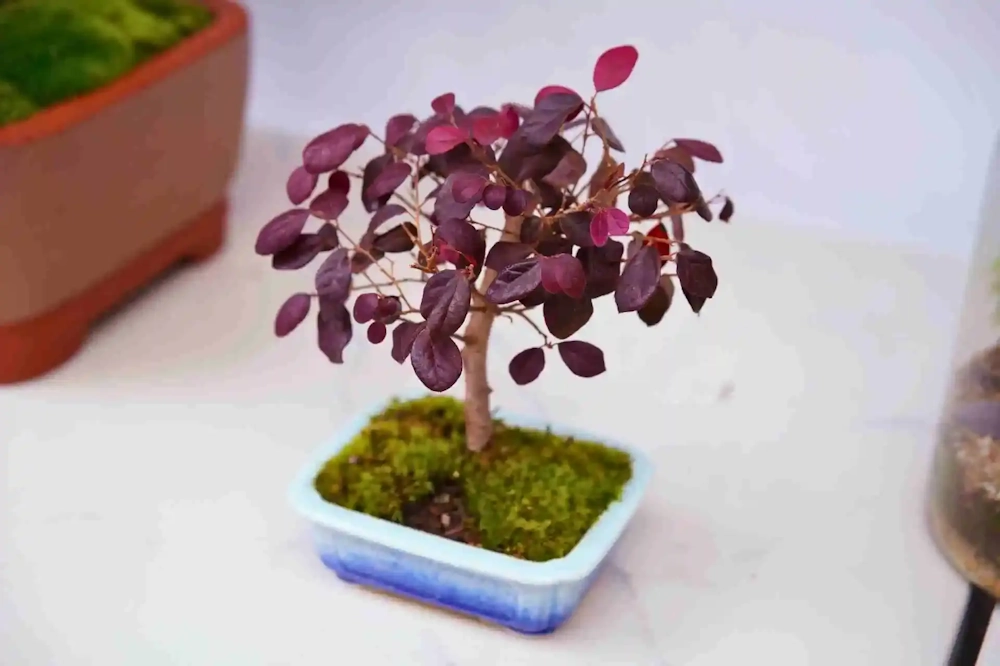Close-up of small loropetalum bonsai in broom style, with purple round leaves above moss-covered soil in a light blue pot