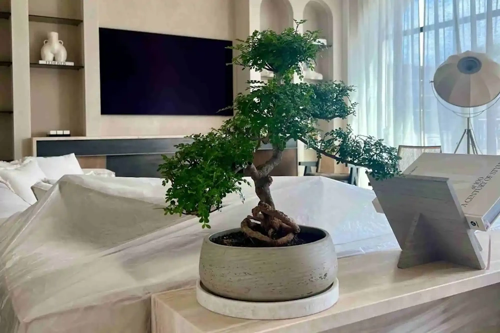 Where to Put a Bonsai Indoors in Winter | Light, Windows & Placement Guide - Miyagi Bonsai