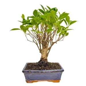 Ficus 37cm