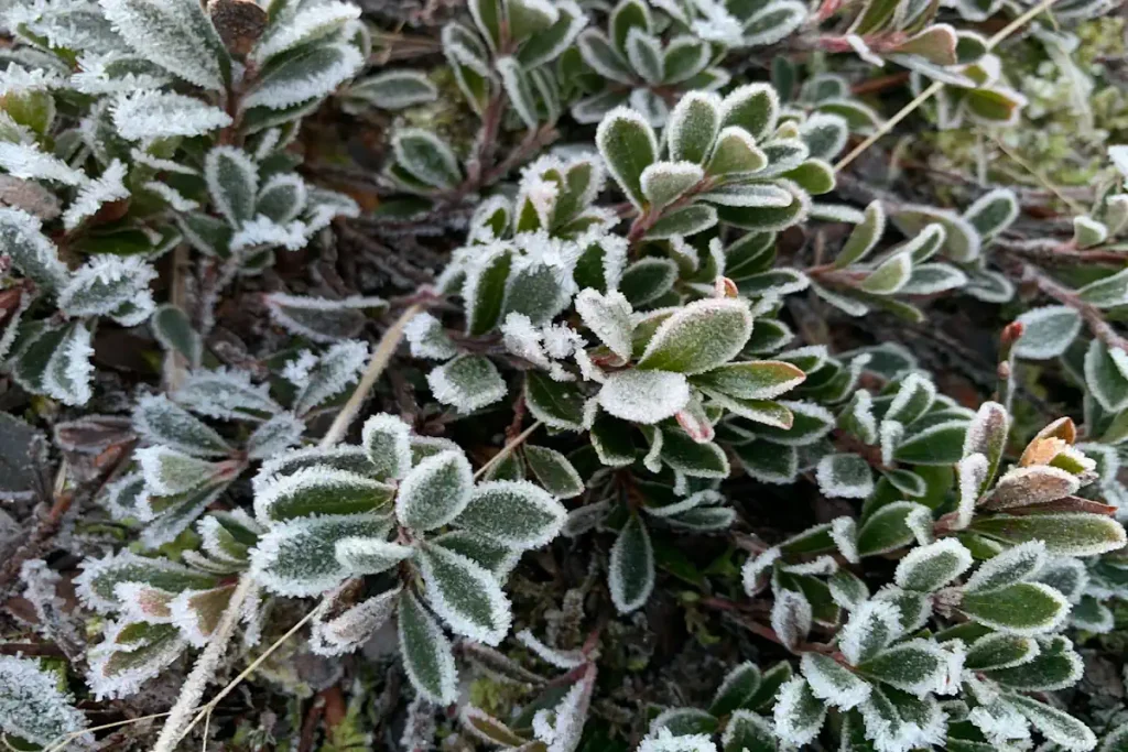 Small ovate leaves covered in frost from winter