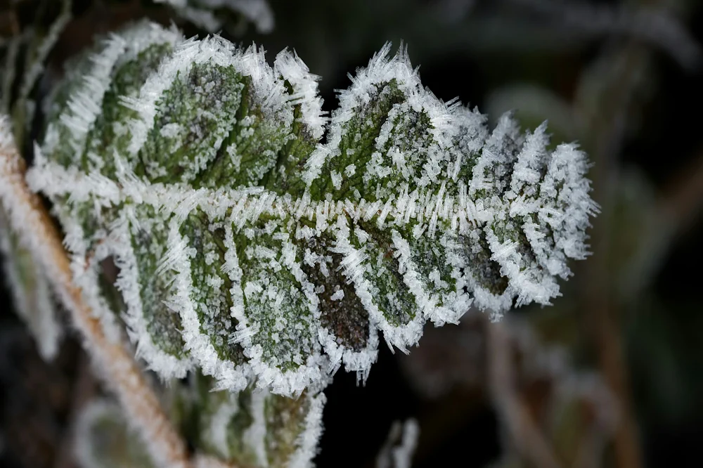 Pinnate leaves, light green and tipped with frost from winter