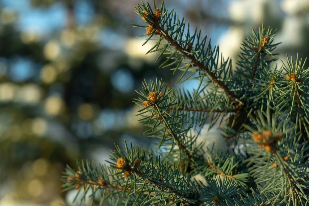 Close-up of pine needle foliage outdoors in morning light