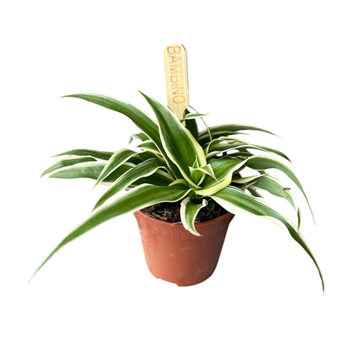 Spider Plant Chlorophytum comosum