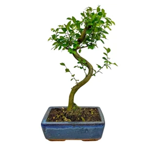 Chinese Elm 39cm