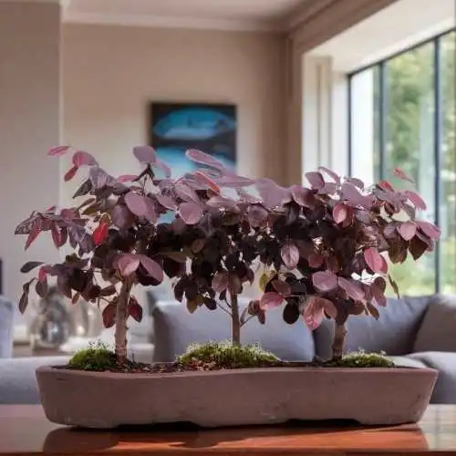 Loropetalum bonsai planted in forest style on an indoor counter surface, round purple leaves naturallly light