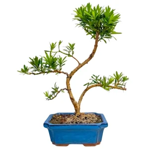 Stunning Buddhist Pine 40cm