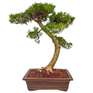Beautiful Buddhist Pine 93cm
