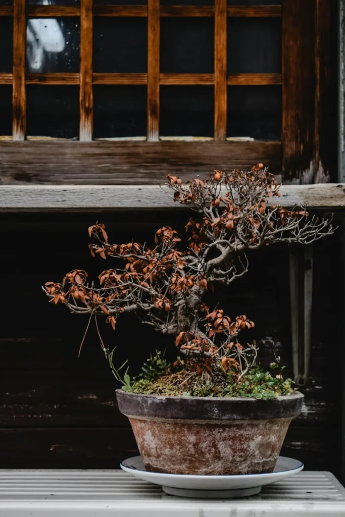 kiefer bonsai indoor Bonsai-Anzuchtset Kiefer – Mediterraner Bonsai Starter-Set – Wurzelbox main image 0