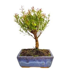 Syzygium buxifolium - Bushy Chinese Myrtle 26cm