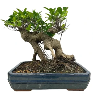 Thick Trunk Small Ficus 50cm