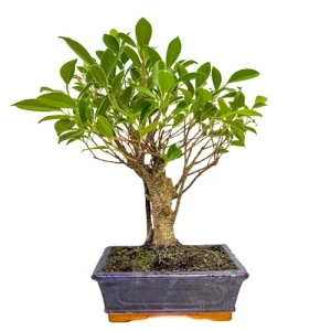 Thick Ficus 37cm