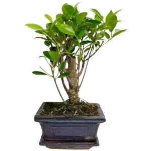 Mini Ficus Inc Tray 26cm