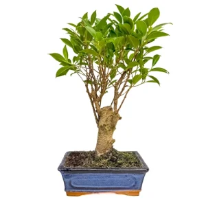 Upright Ficus 38cm