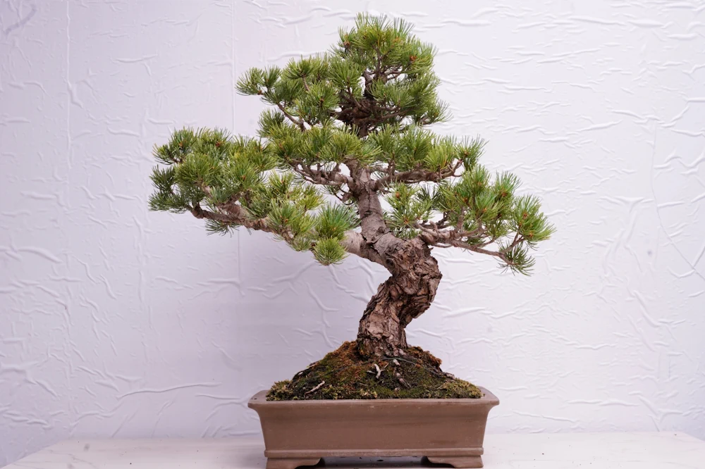 How to Look After a Bonsai Tree Properly (Beginner Guide) - Miyagi Bonsai