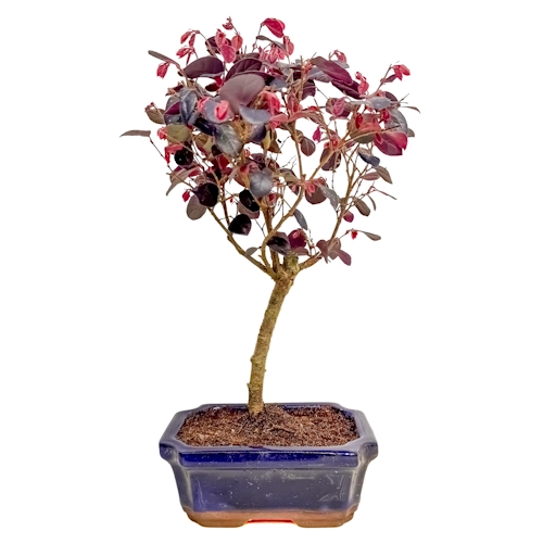 Structured Loropetalum 37cm