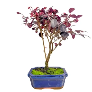 Thriving Loropetalum 33cm