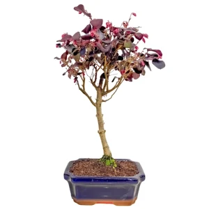 Healthy Loropetalum 35cm