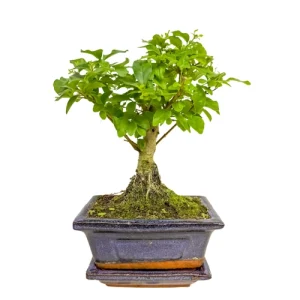 Mandarin Tree Inc Tray 22cm