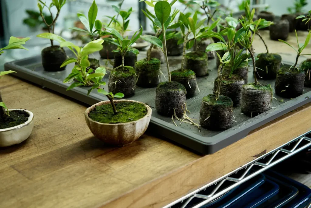 Popular Houseplants: Beginner's Guide to the Best Indoor Plants - Miyagi  Bonsai
