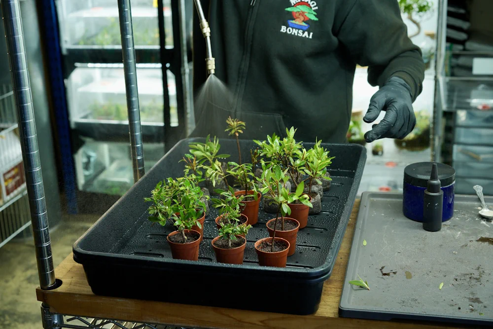 Person watering mini bonsai saplings in a tray with a spray lance, visible up to the clavicle