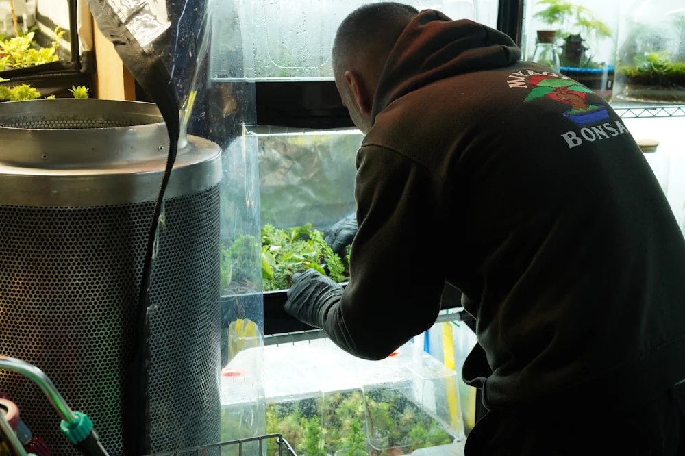 Man adjusting mini bonsai on a propagator shelf