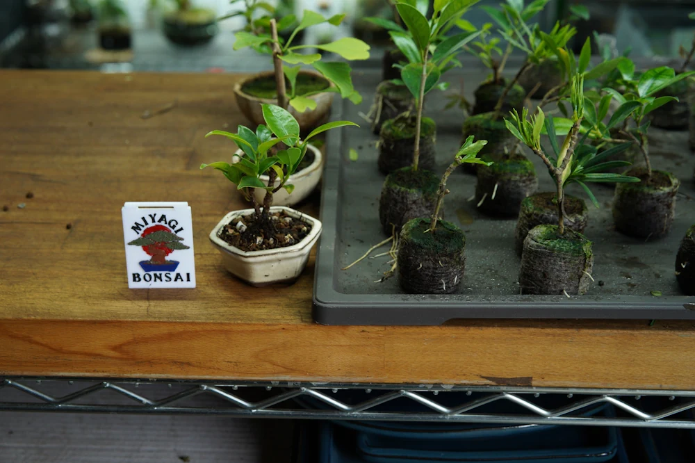 Tray of mini bonsai saplings, some potted and some unpotted, next to a Miyagi Bonsai tag